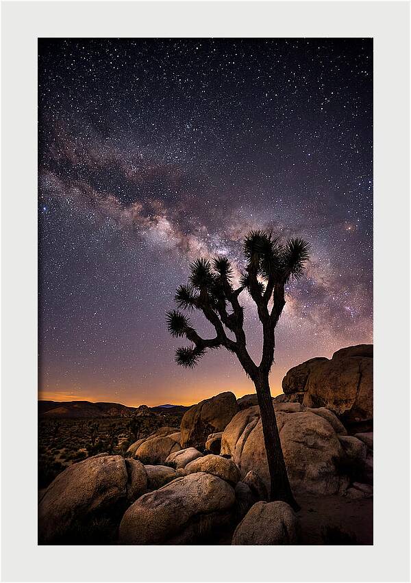Joshua Tree Under The Stars