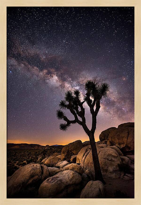 Joshua Tree Under The Stars