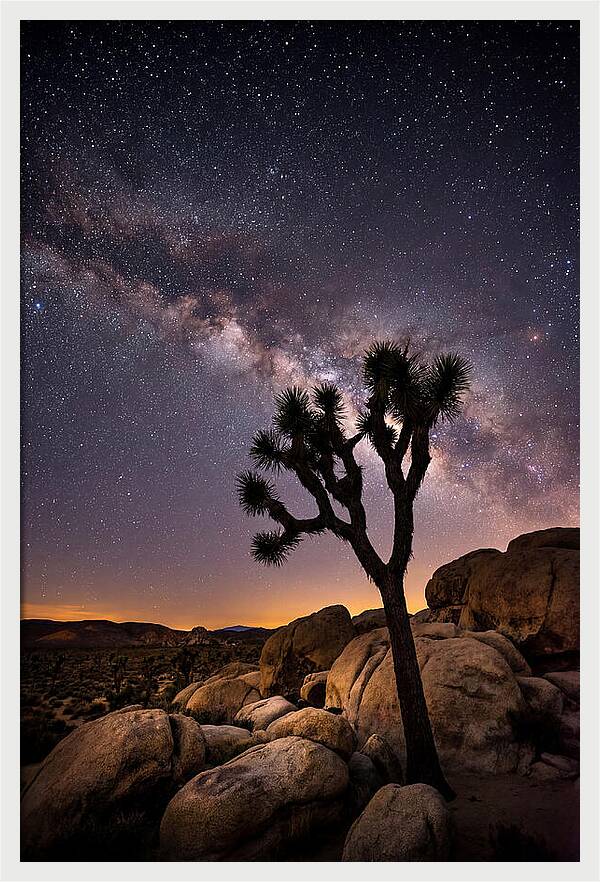 Joshua Tree Under The Stars