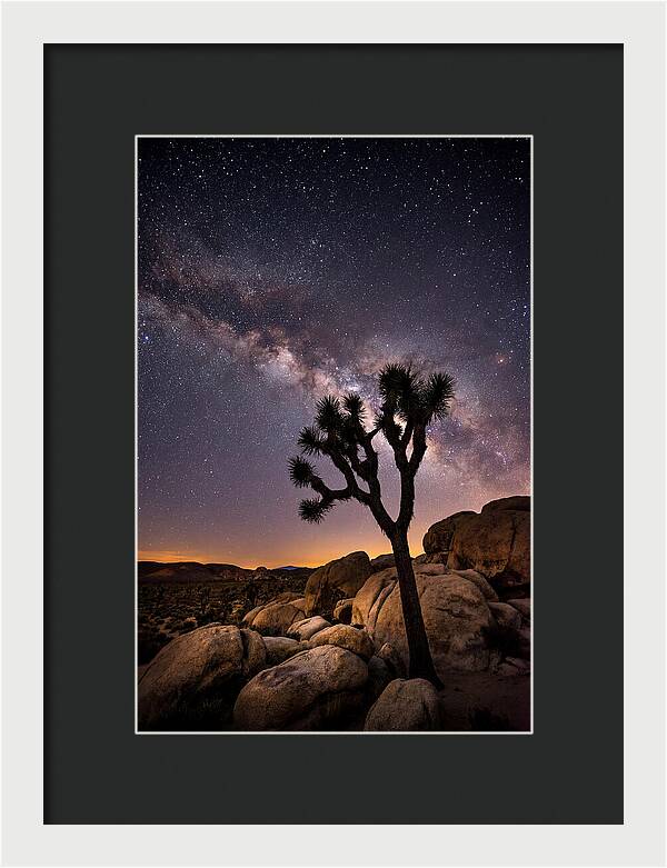 Joshua Tree Under The Stars