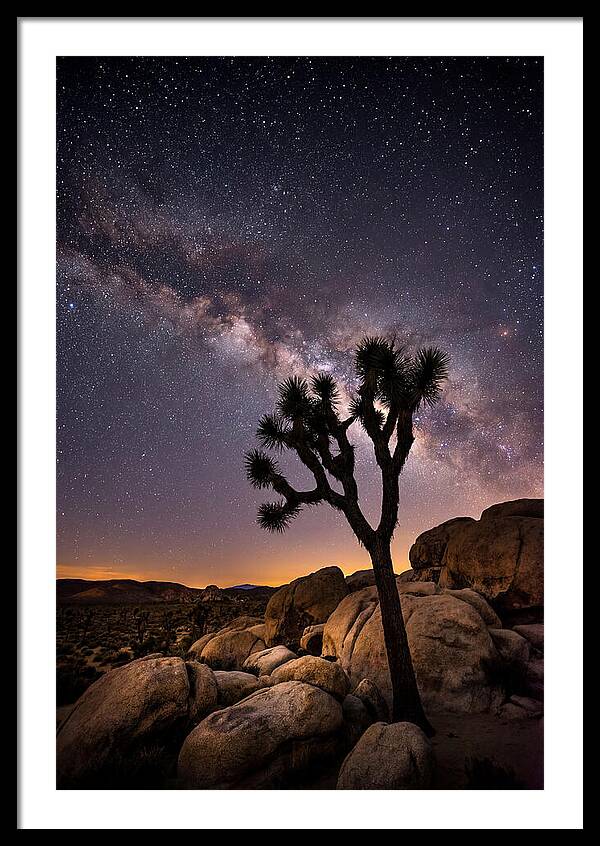 Joshua Tree Under The Stars