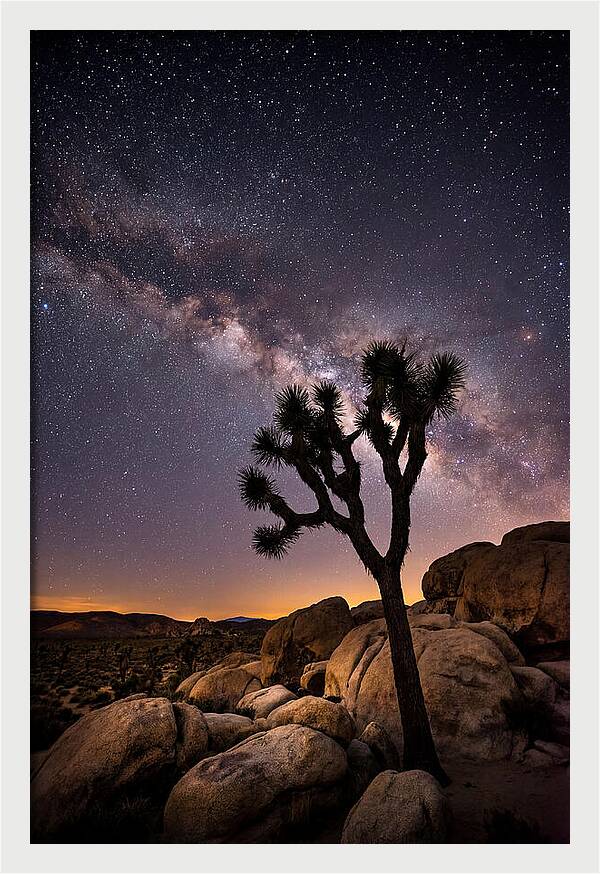 Joshua Tree Under The Stars