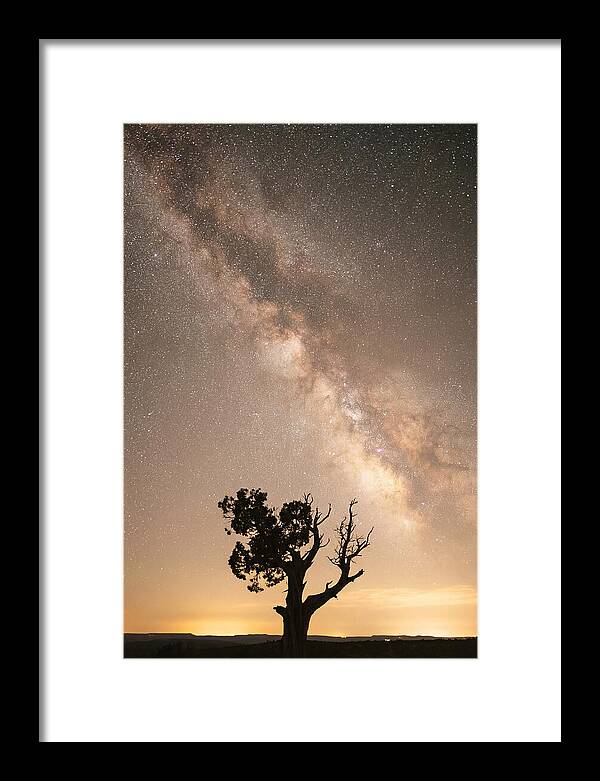 Joshua Tree Under The Stars