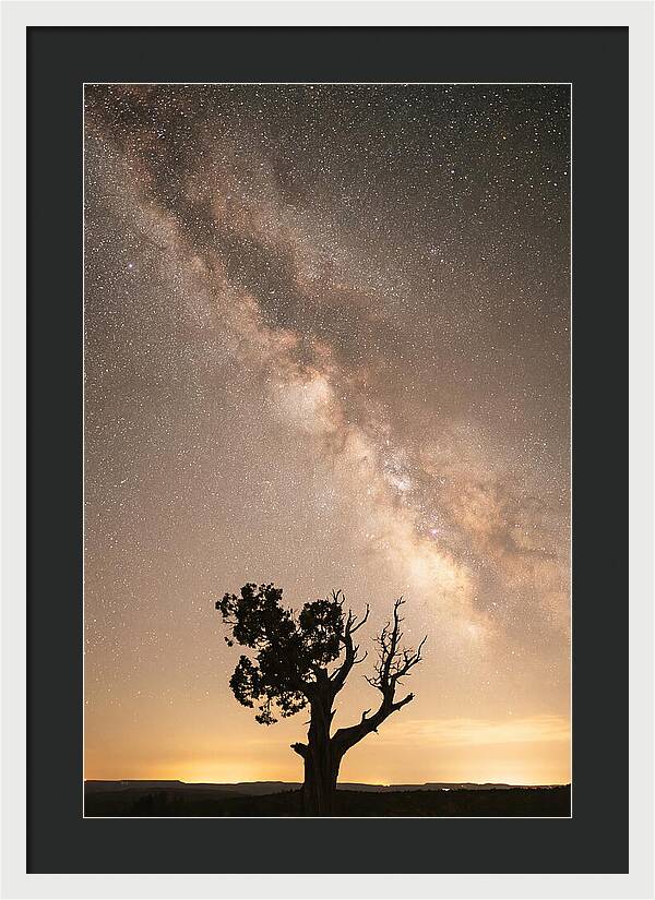 Joshua Tree Under The Stars