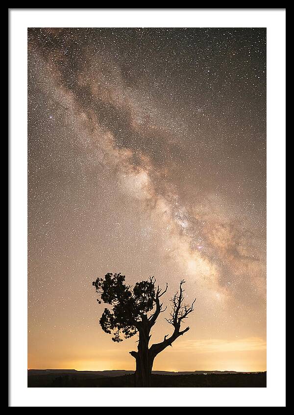 Joshua Tree Under The Stars