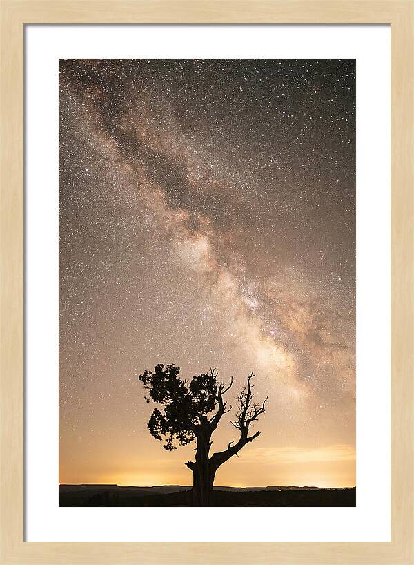 Joshua Tree Under The Stars