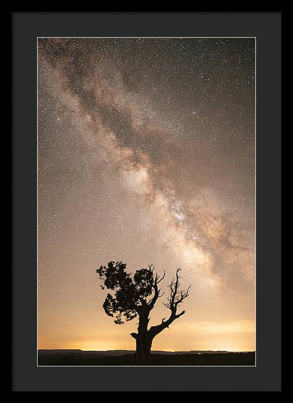 Joshua Tree Under The Stars
