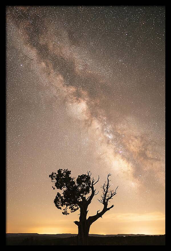 Joshua Tree Under The Stars