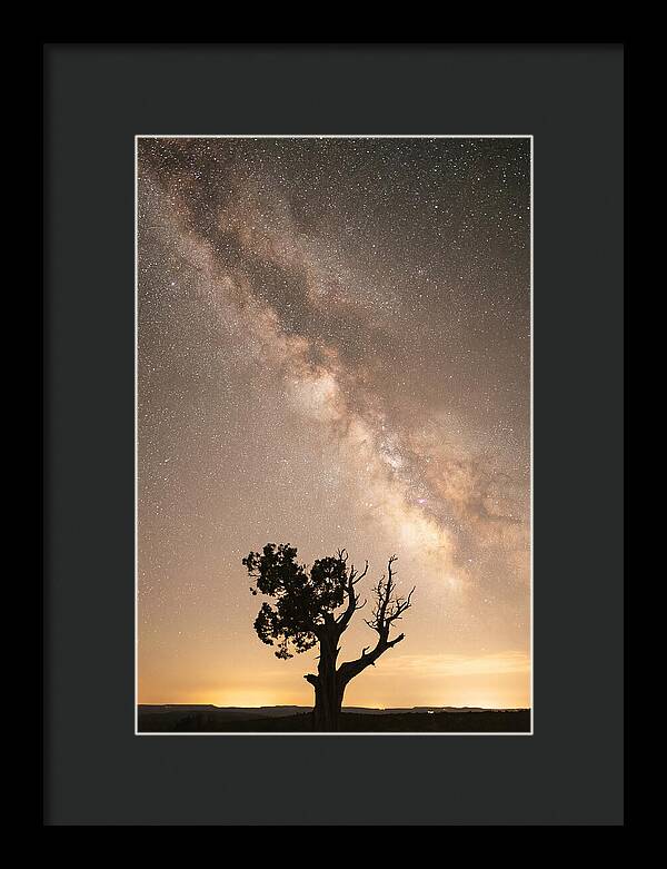 Joshua Tree Under The Stars