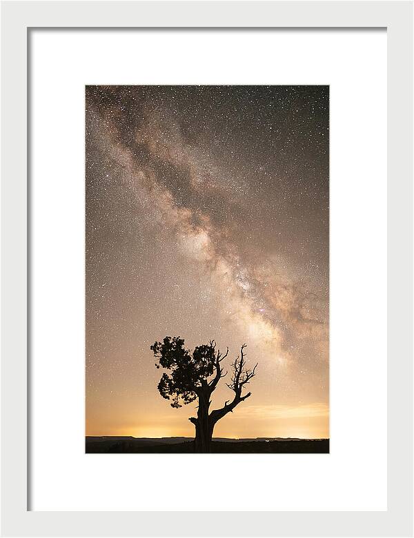Joshua Tree Under The Stars