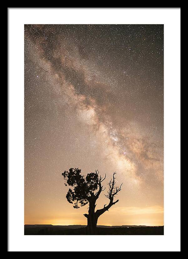 Joshua Tree Under The Stars