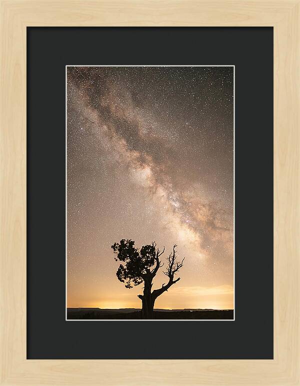Joshua Tree Under The Stars