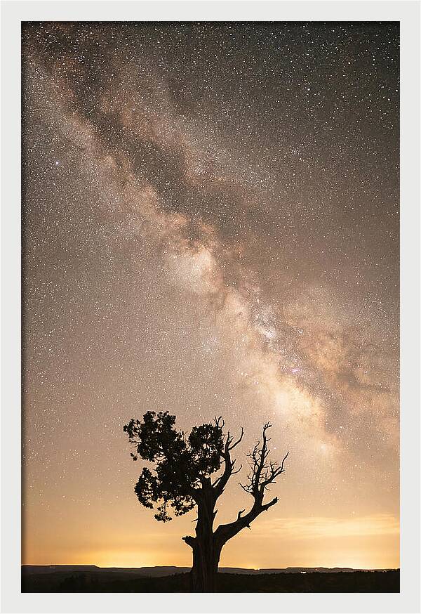 Joshua Tree Under The Stars