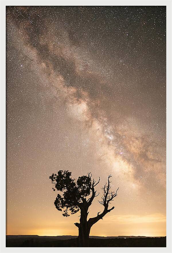 Joshua Tree Under The Stars