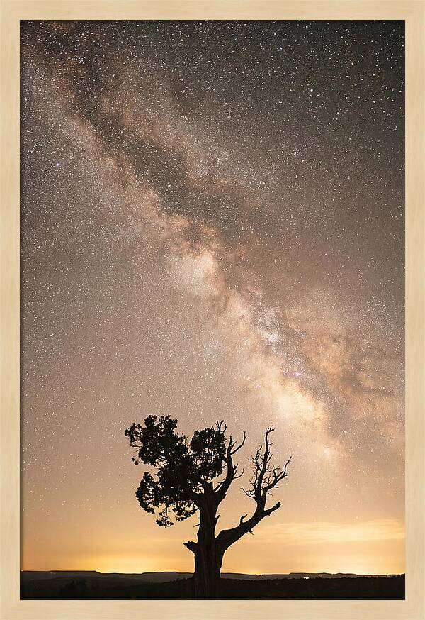 Joshua Tree Under The Stars