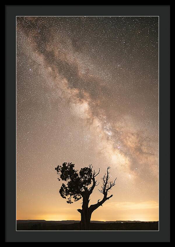Joshua Tree Under The Stars
