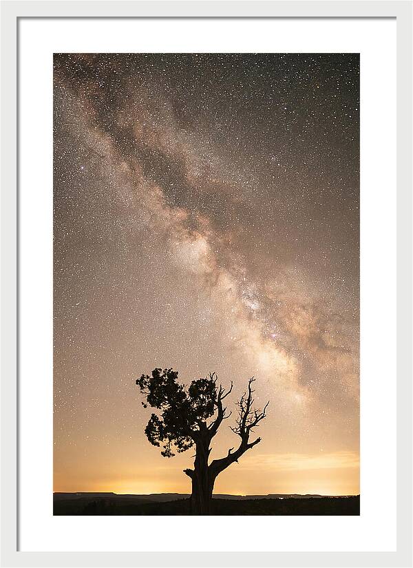 Joshua Tree Under The Stars