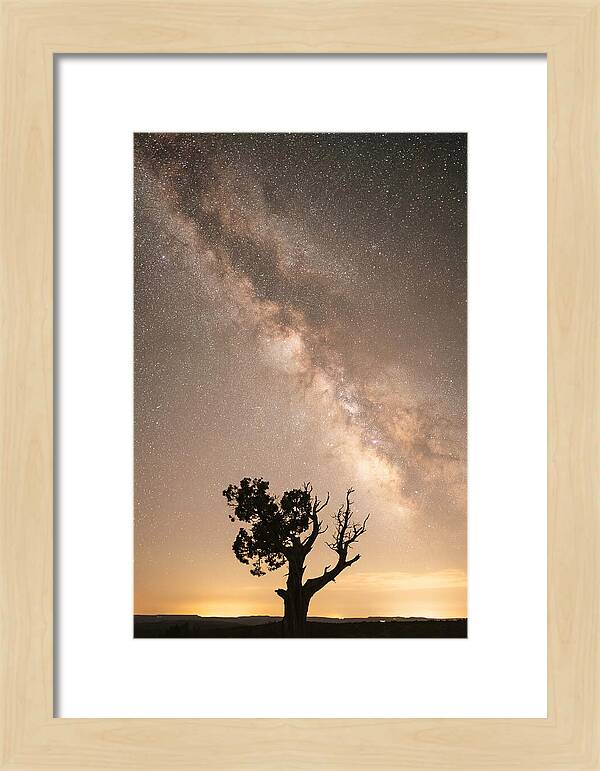 Joshua Tree Under The Stars