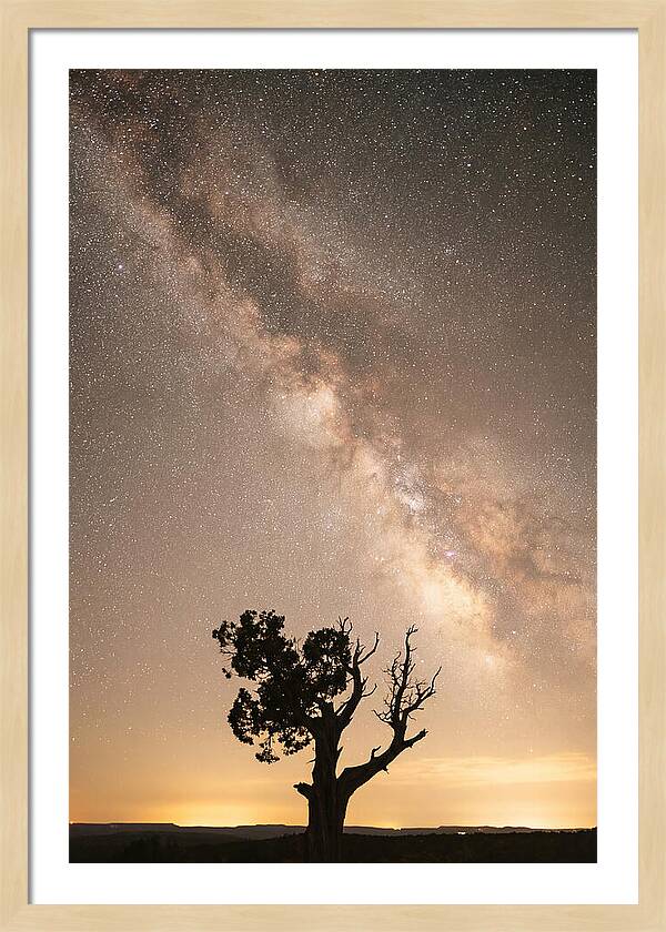 Joshua Tree Under The Stars