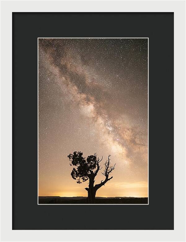 Joshua Tree Under The Stars