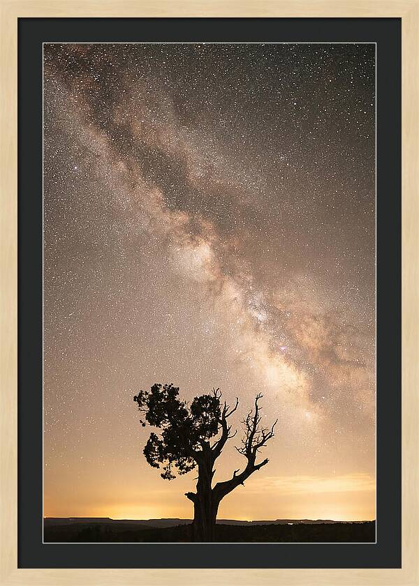 Joshua Tree Under The Stars