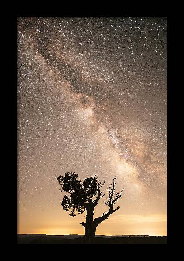 Joshua Tree Under The Stars