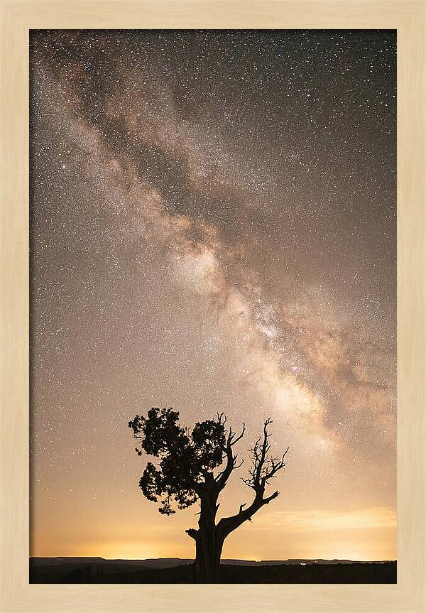 Joshua Tree Under The Stars