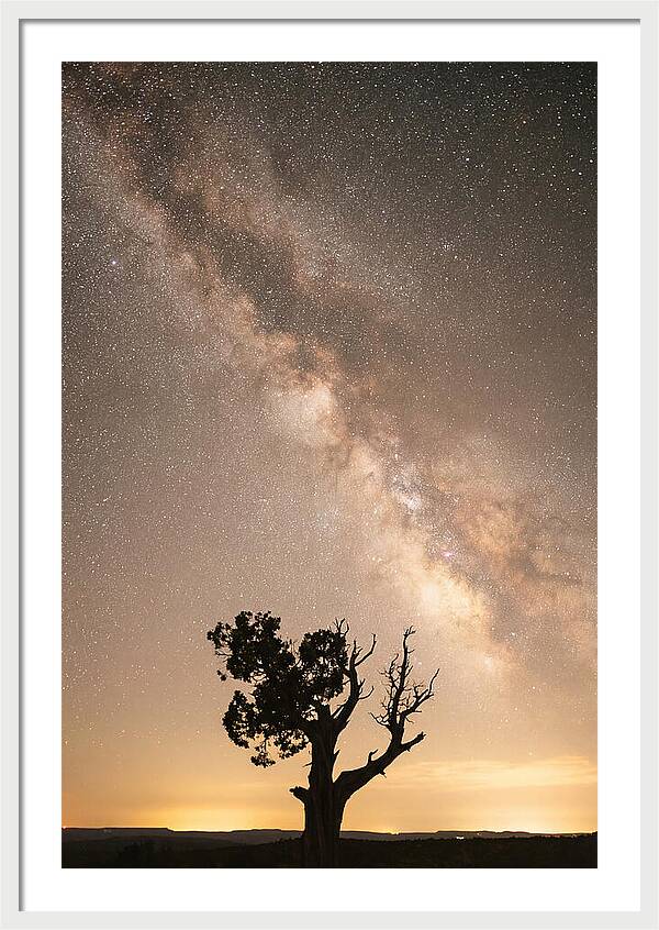Joshua Tree Under The Stars