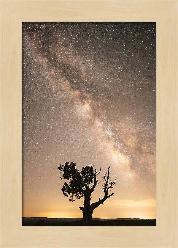 Joshua Tree Under The Stars