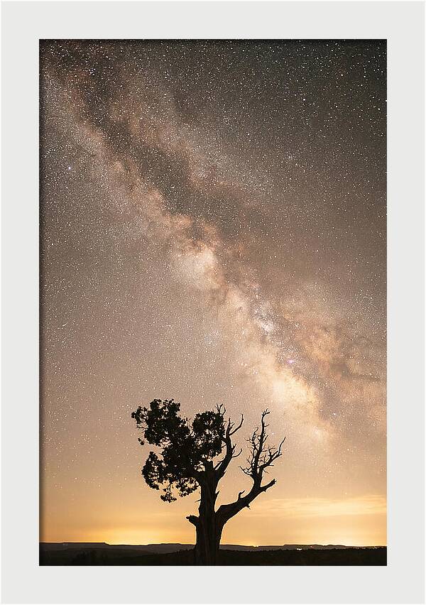 Joshua Tree Under The Stars