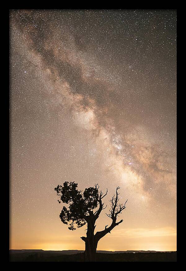 Joshua Tree Under The Stars