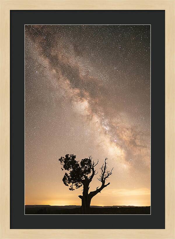Joshua Tree Under The Stars