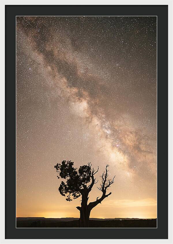 Joshua Tree Under The Stars