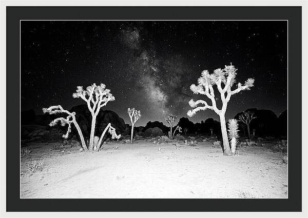 Joshua Trees Under The Milky Way