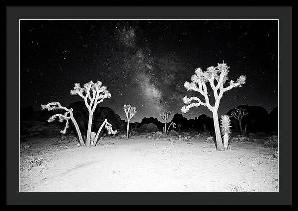 Joshua Trees Under The Milky Way