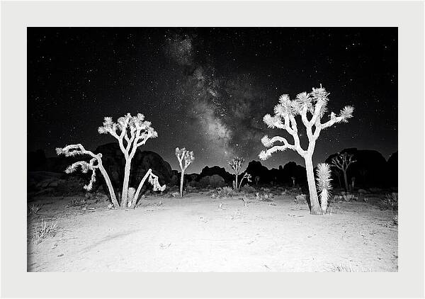 Joshua Trees Under The Milky Way