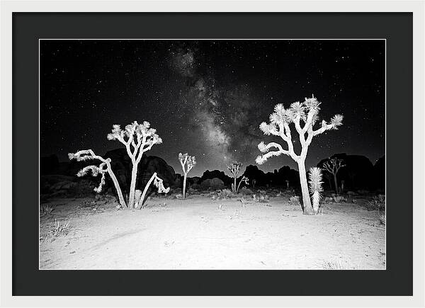 Joshua Trees Under The Milky Way