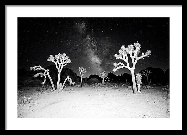 Joshua Trees Under The Milky Way