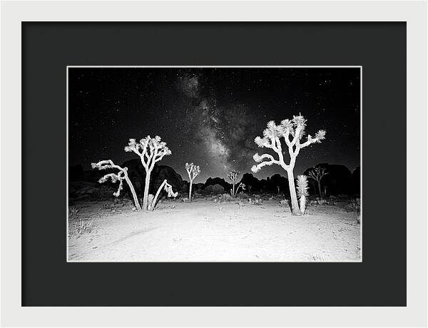 Joshua Trees Under The Milky Way