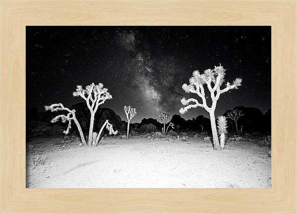 Joshua Trees Under The Milky Way