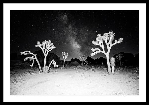 Joshua Trees Under The Milky Way