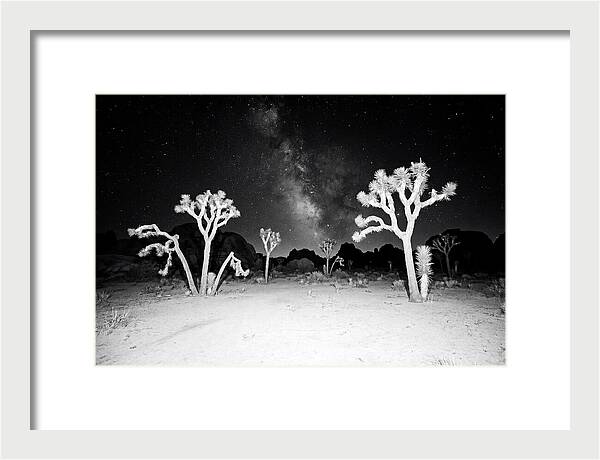Joshua Trees Under The Milky Way