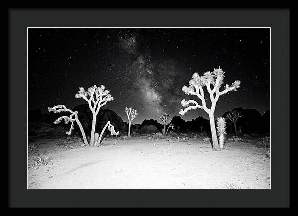 Joshua Trees Under The Milky Way
