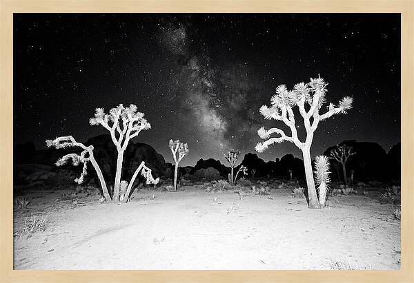 Joshua Trees Under The Milky Way