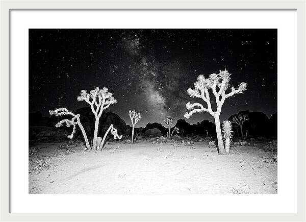 Joshua Trees Under The Milky Way