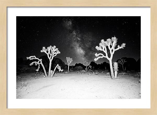 Joshua Trees Under The Milky Way