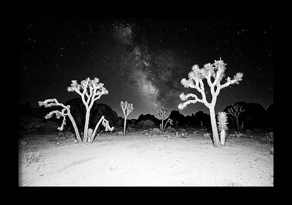 Joshua Trees Under The Milky Way