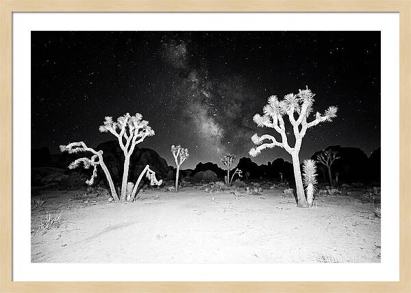 Joshua Trees Under The Milky Way