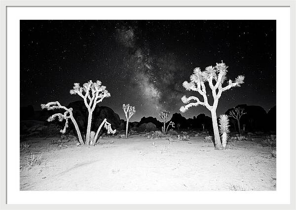 Joshua Trees Under The Milky Way