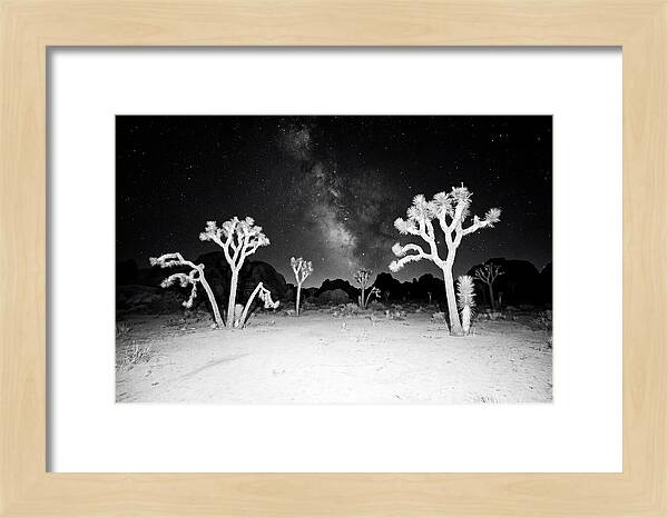 Joshua Trees Under The Milky Way